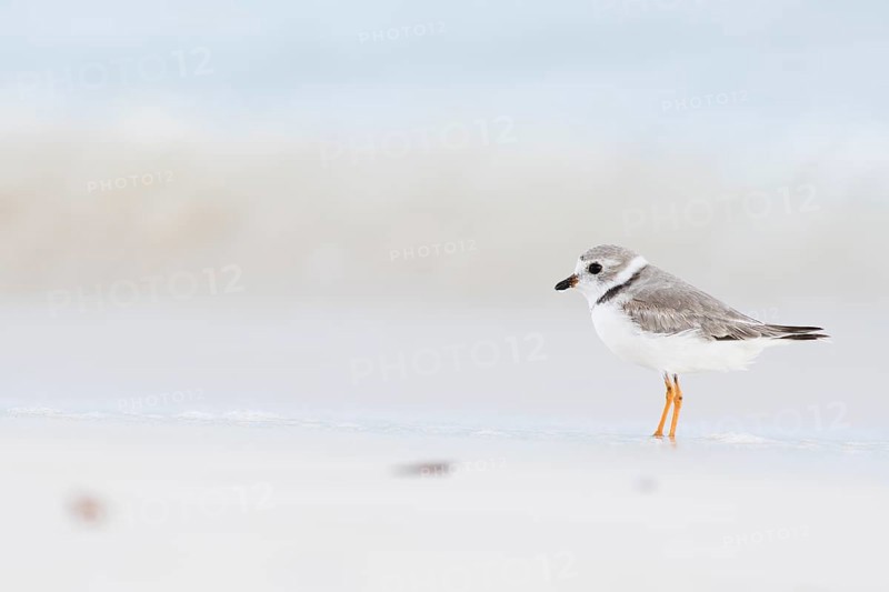 Kentish plover (Charadrius alexandrinus) standing by the water