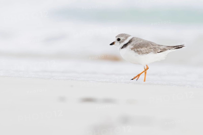Kentish plover (Charadrius alexandrinus) running by the water