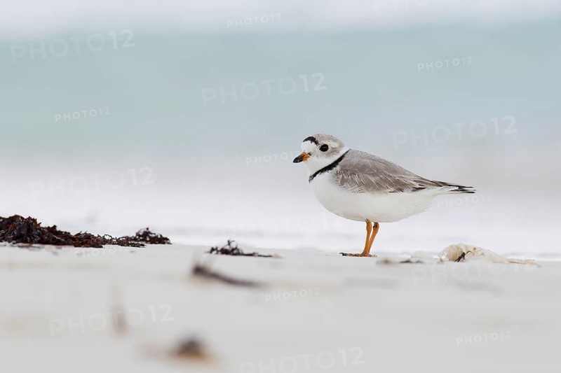 Kentish plover (Charadrius alexandrinus) on the shore