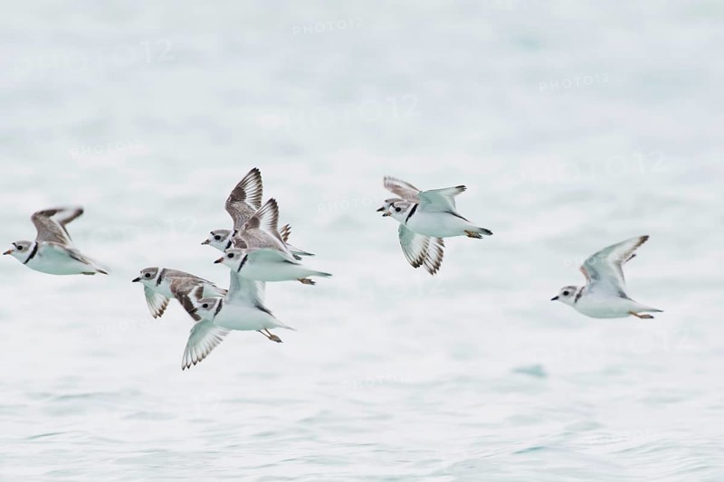Kentish plover (Charadrius alexandrinus)