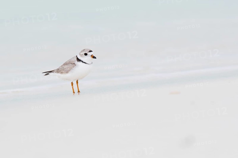 Kentish plover (Charadrius alexandrinus) standing by the water