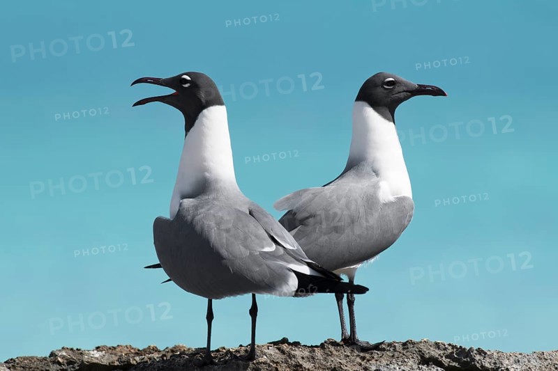 Two Laughing gulls (Larus atricilla)