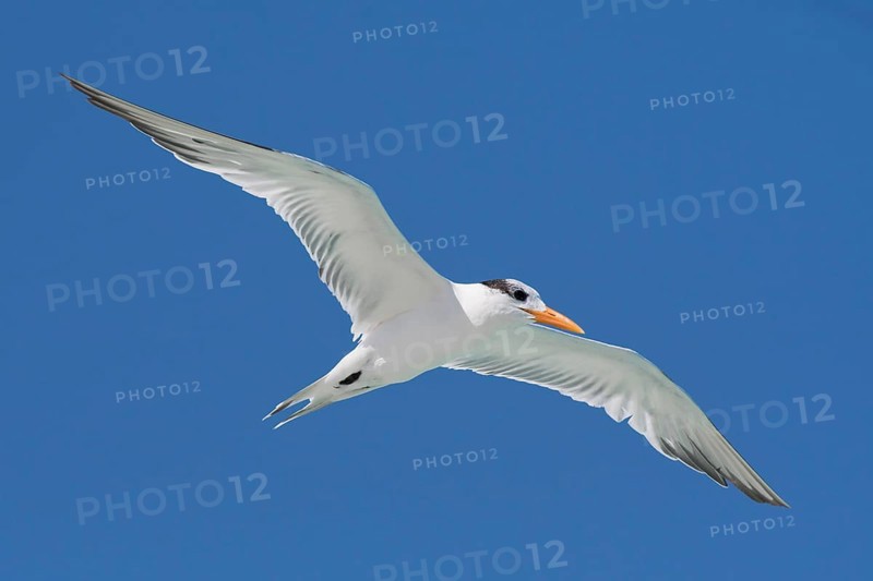 Royal Tern (Sterna maxima)