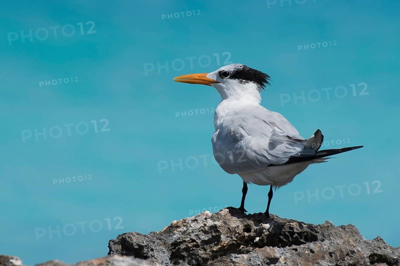 Royal Tern (Sterna maxima) stands on rock