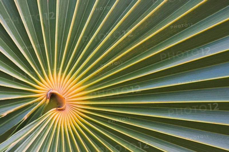 Palm leaf of a fan palm