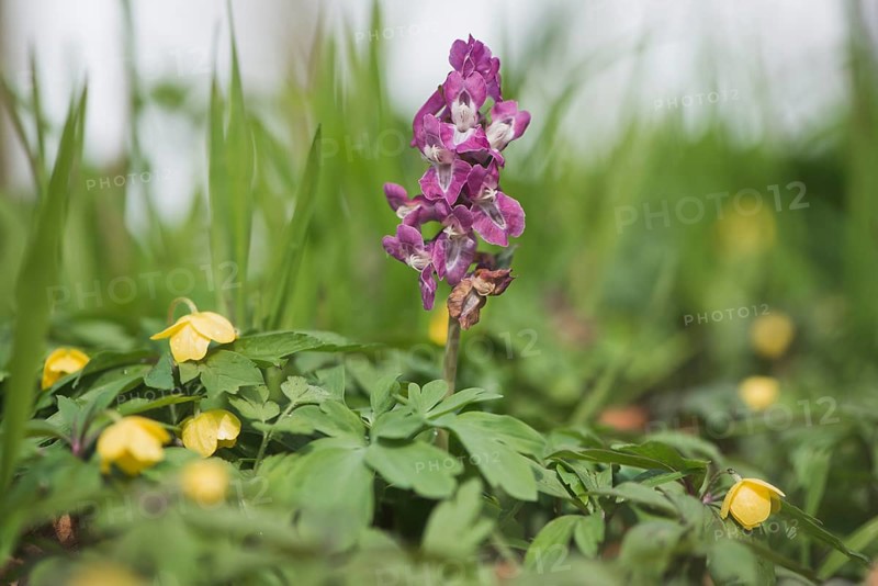 Hollow larkspur (Corydalis cava) between yellow anemones (Anemone ranunculoides)