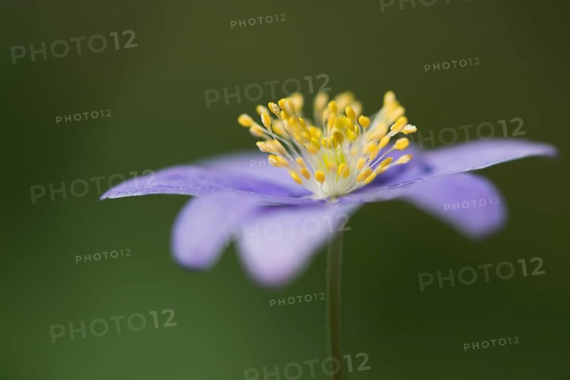 Blue Wood anemone (Anemone nemorosa Royal Blue)