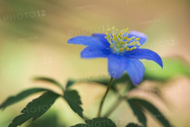 Blue Wood anemone (Anemone nemorosa Royal Blue)