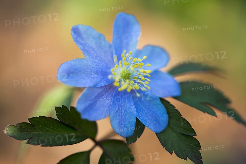 Blue Wood anemone (Anemone nemorosa Royal Blue)