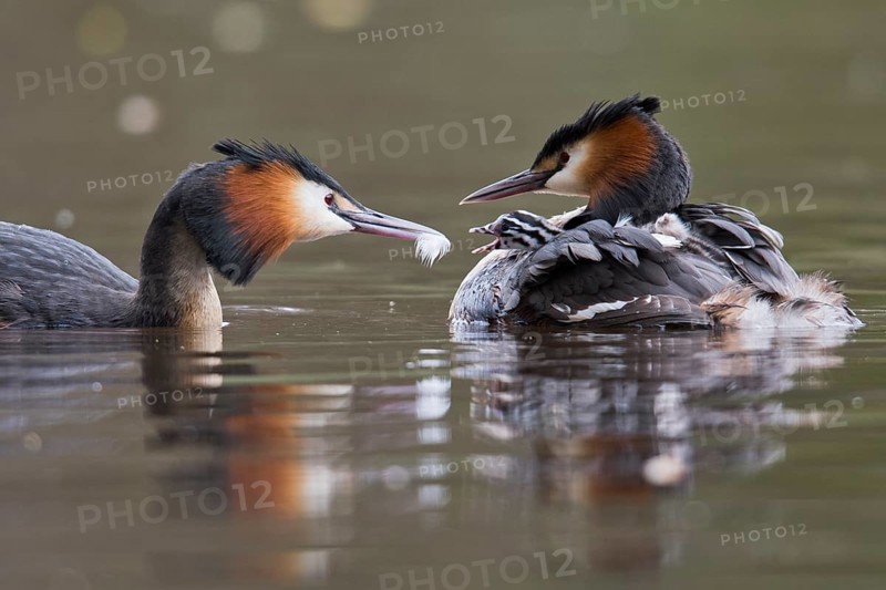 Great crested grebes (Podiceps cristatus)
