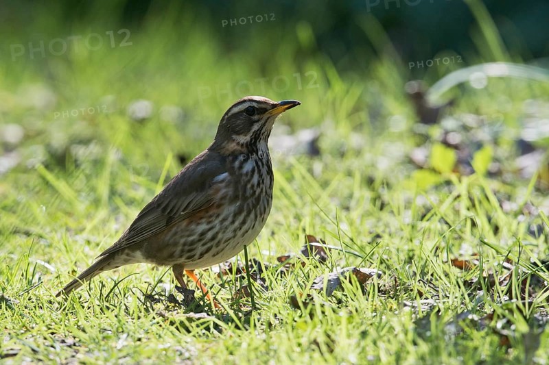 Redwing (Turdus iliacus) in grass
