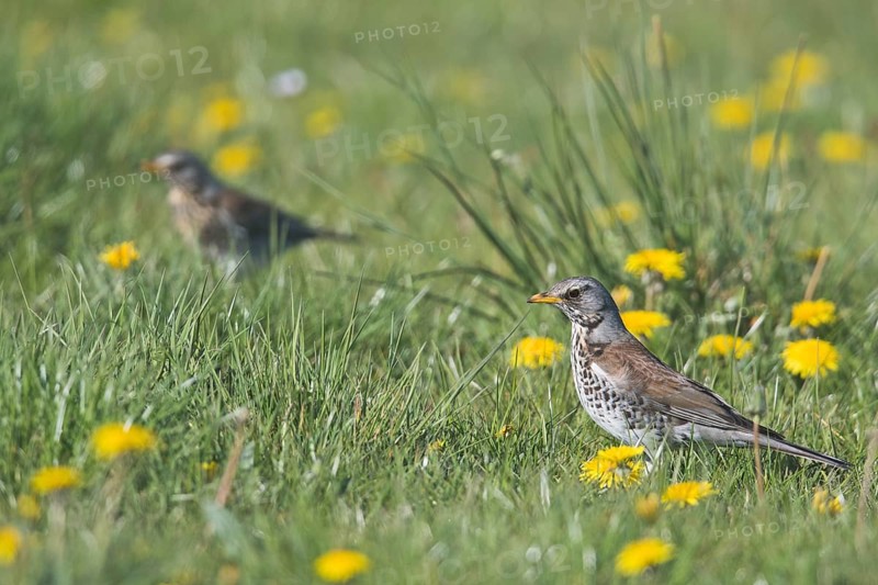 Fieldfares (Turdus pilaris) in dandalion meadow