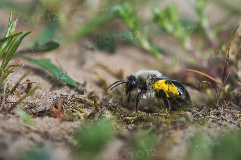 Ashy mining bee (Andrena cineraria)