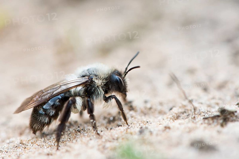 Ashy mining bee (Andrena cineraria)