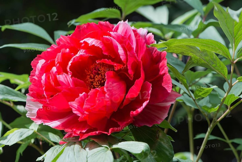 Red Peony (Paeonia suffruticosa Shima-Nishiki)