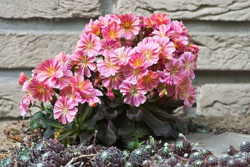 Siskiyou lewisia (Lewisia cotyledon) in front of a wall