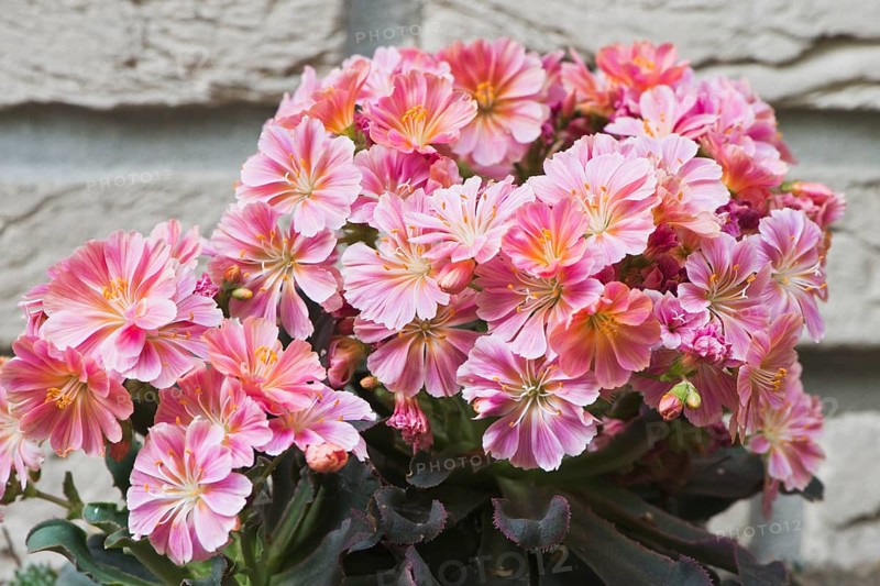 Siskiyou lewisia (Lewisia cotyledon) in front of a wall