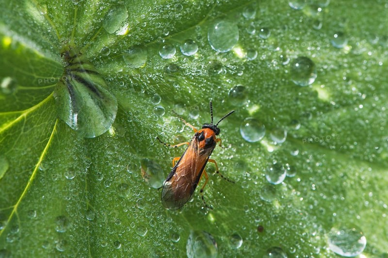 Turnip sawfly (Athalia rosae)