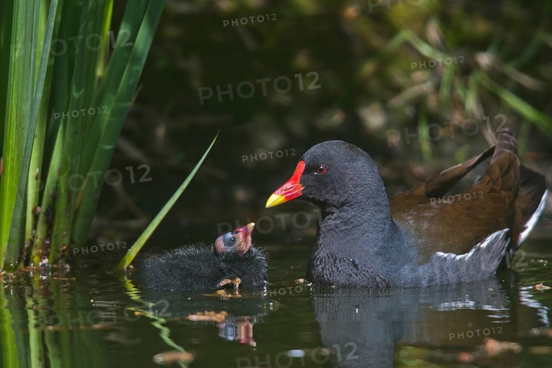 Common moorhen (Gallinula chloropus) with begging chick in water