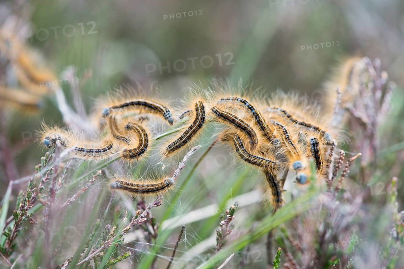 Caterpillars from Lackey moth (Malacosoma neustria) on plant