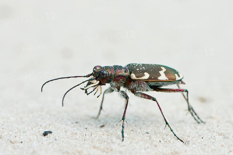 Cicindela sylvicola (Cicindela sylvicola)