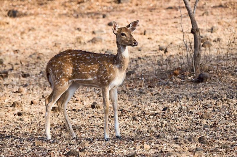 Chital or cheetal (Axis axis) in dry forest
