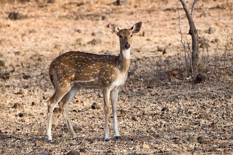 Chital or cheetal (Axis axis) in dry forest