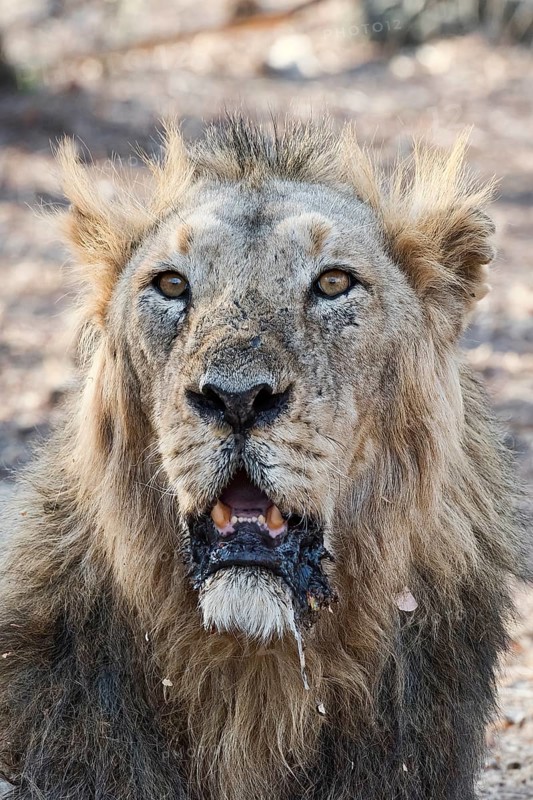 Asiatic lion (Panthera leo persica)