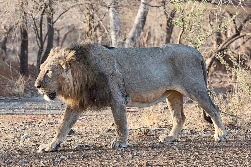 Asiatic lion (Panthera leo persica) walking through dry forest