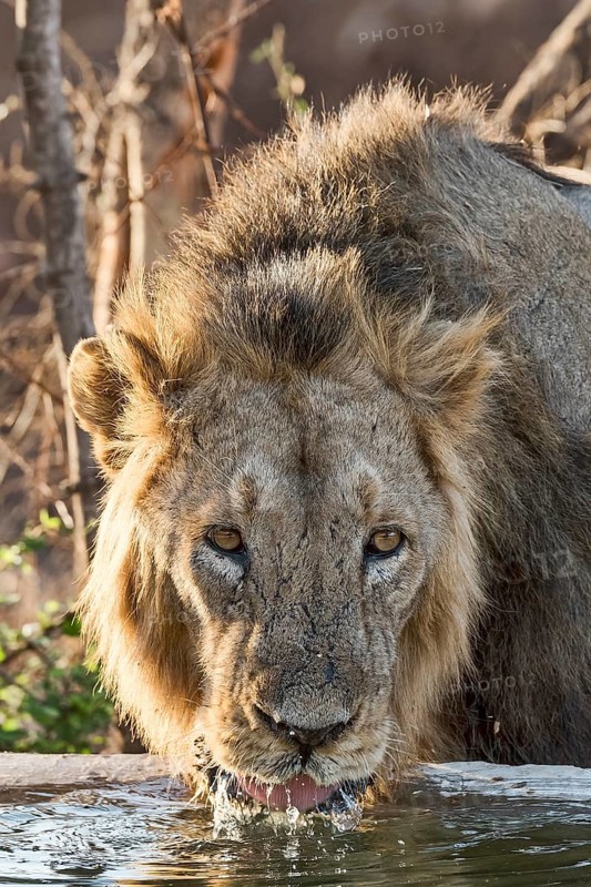 Asiatic lion (Panthera leo persica) drinking at waterhole