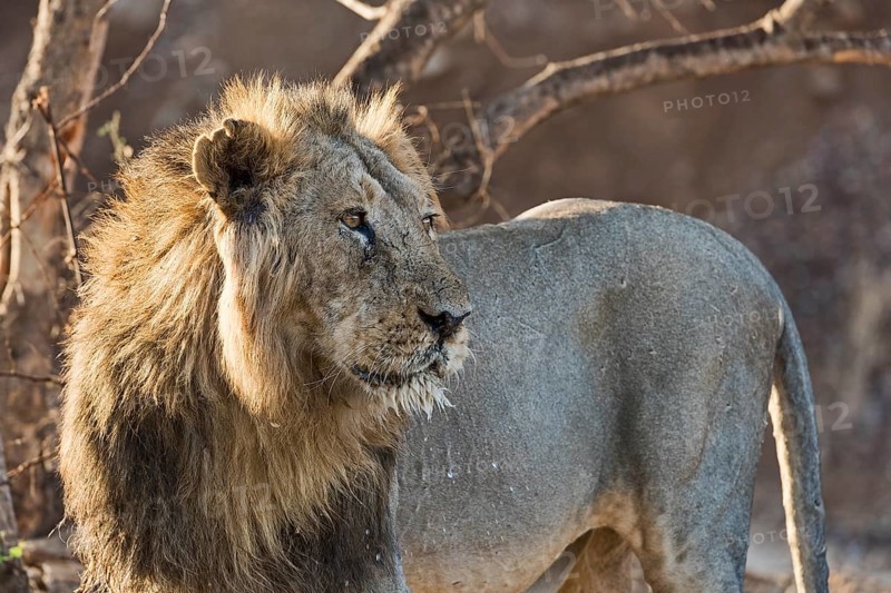 Asiatic lion (Panthera leo persica)