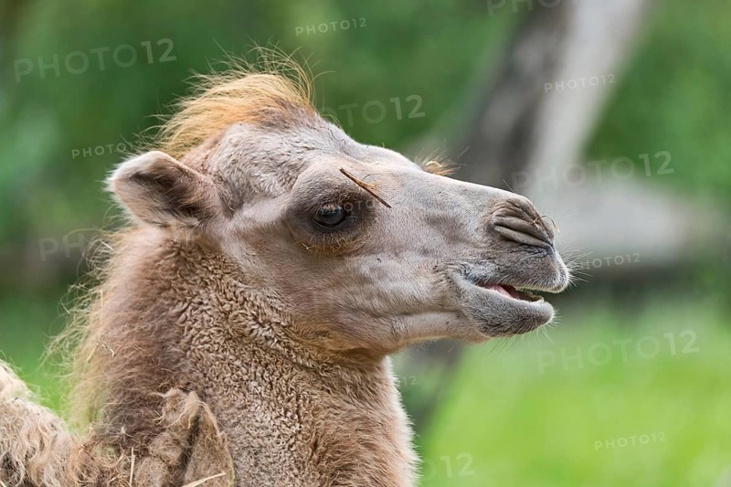 Wild Bactrian camel (Camelus ferus)