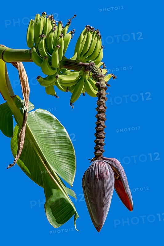 Banana (Musa ensete)
