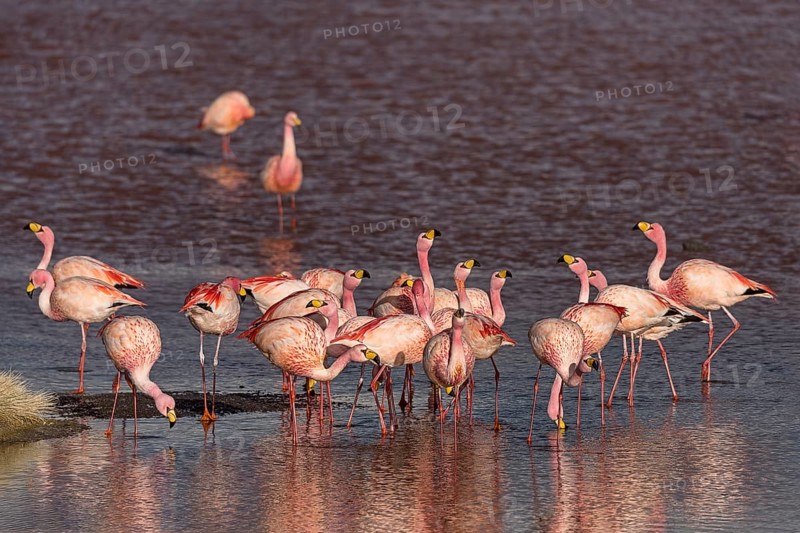 Andean Flamingos (Phoenicoparrus andinus) in the Laguna Colorada