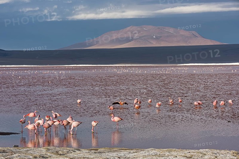 Andean Flamingos (Phoenicoparrus andinus) in the Laguna Colorada