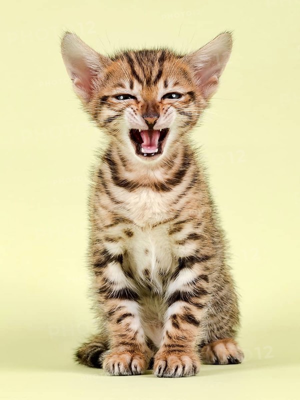 Breedcat Toyger (Felis silvestris catus)