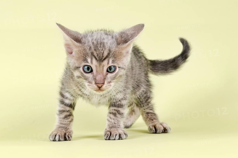 Breedcat Toyger (Felis silvestris catus)