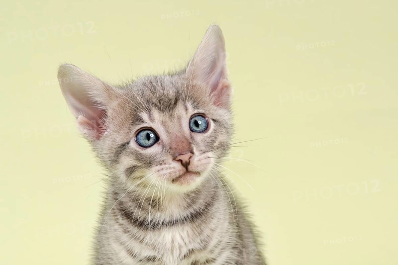 Breedcat Toyger (Felis silvestris catus)