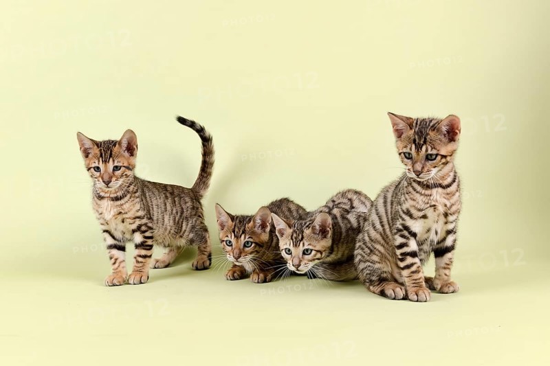 Breedcat Toyger (Felis silvestris catus)