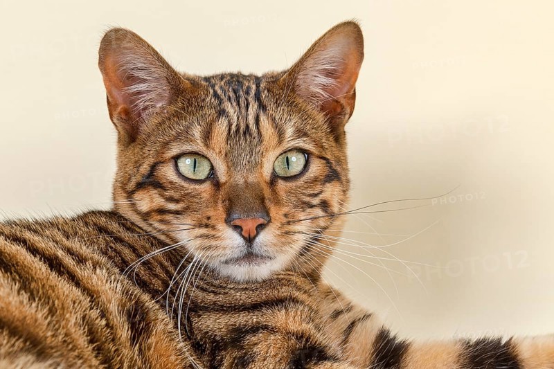 Breedcat Toyger (Felis silvestris catus)