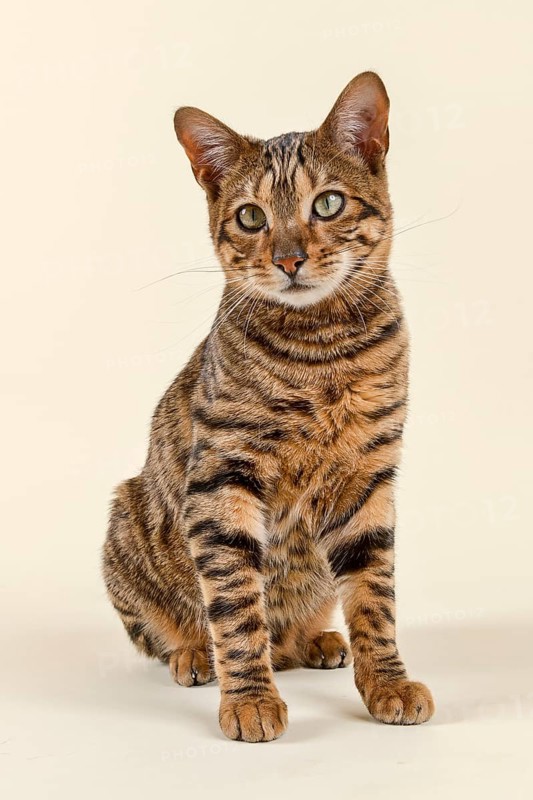 Breedcat Toyger (Felis silvestris catus)