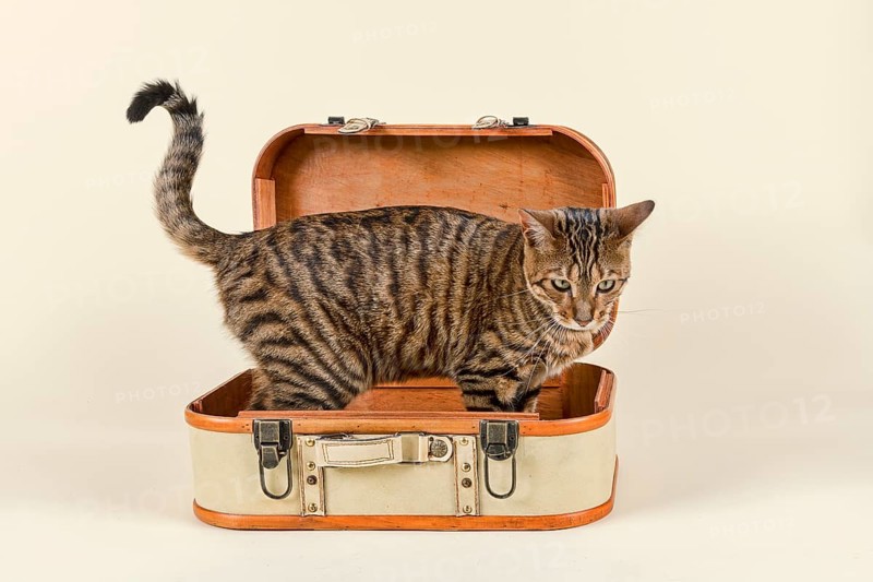Breedcat Toyger (Felis silvestris catus)