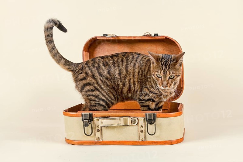 Breedcat Toyger (Felis silvestris catus)
