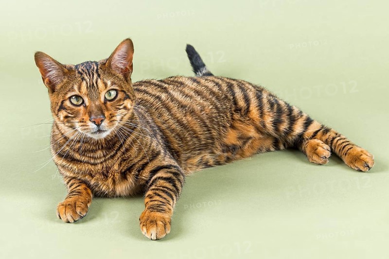 Breedcat Toyger (Felis silvestris catus)