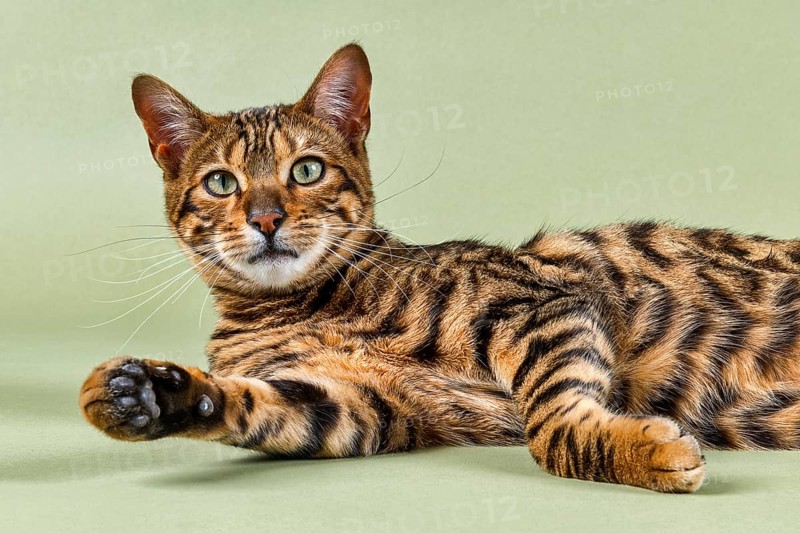 Breedcat Toyger (Felis silvestris catus)