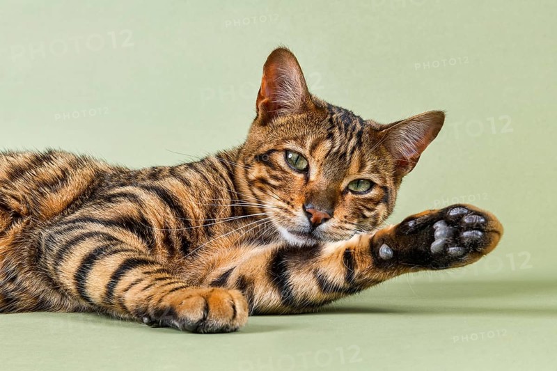 Breedcat Toyger (Felis silvestris catus)