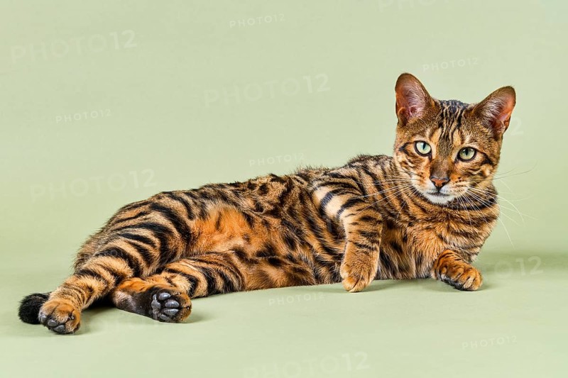 Breedcat Toyger (Felis silvestris catus)