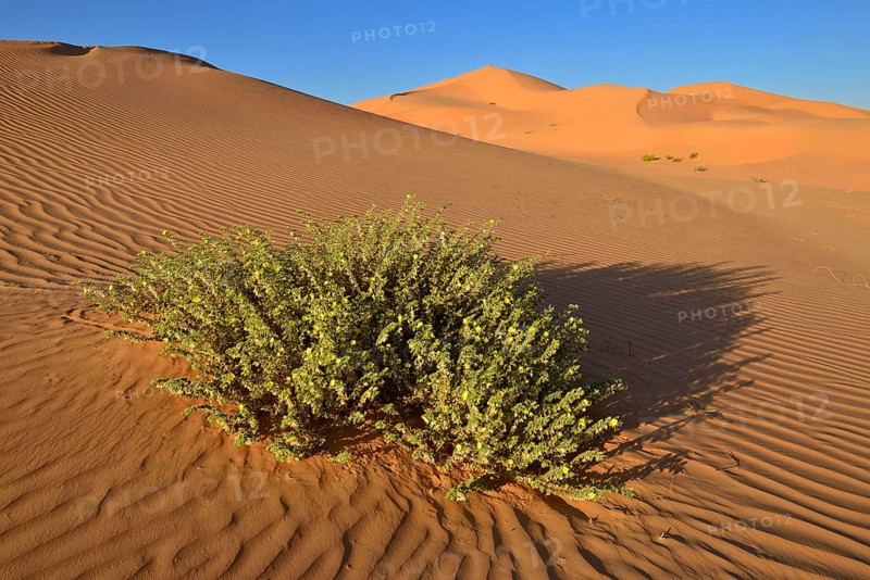 Desert plant on sanddunes