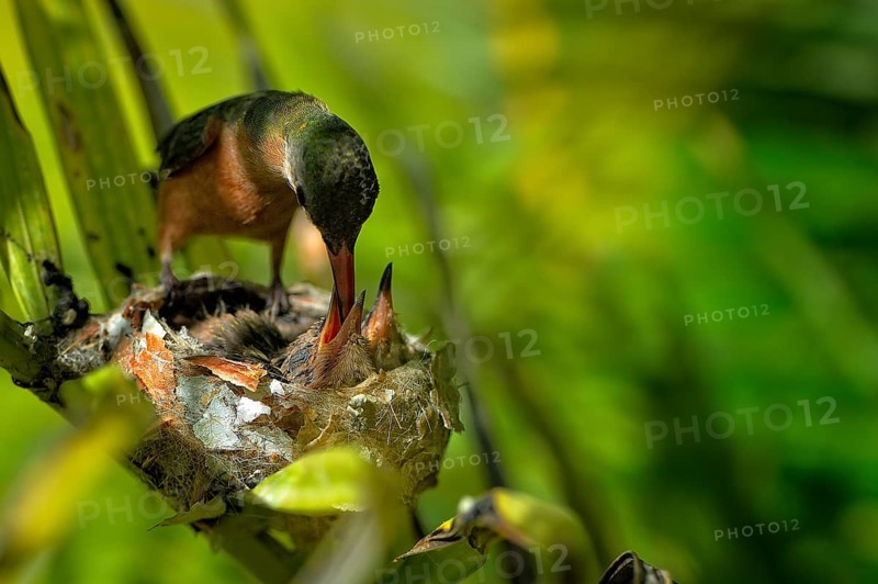 Cinnamon hummingbird (amazilia rutila)