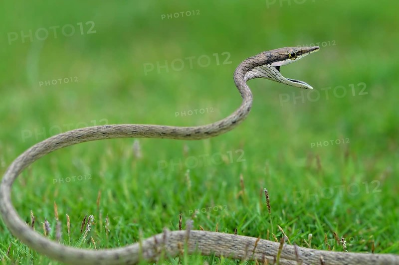 Green Vine Snake (oxybelis aeneus)
